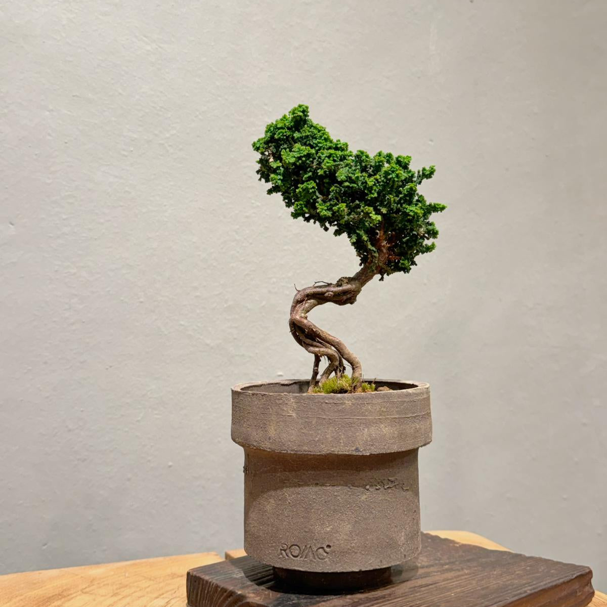 Sekka Hinoki Cypress 石化檜 | OVO GARDEN