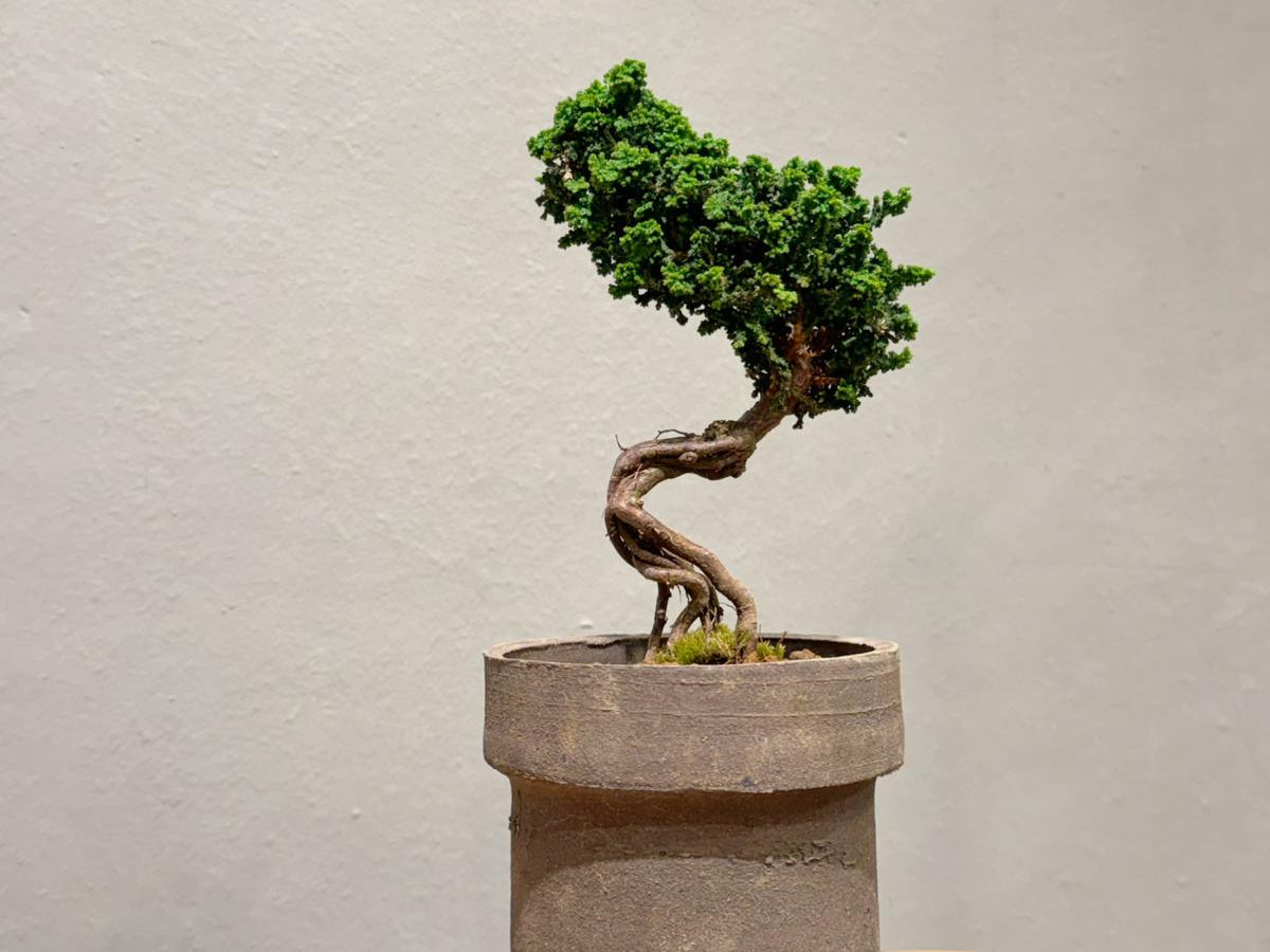 Sekka Hinoki Cypress 石化檜 | OVO GARDEN