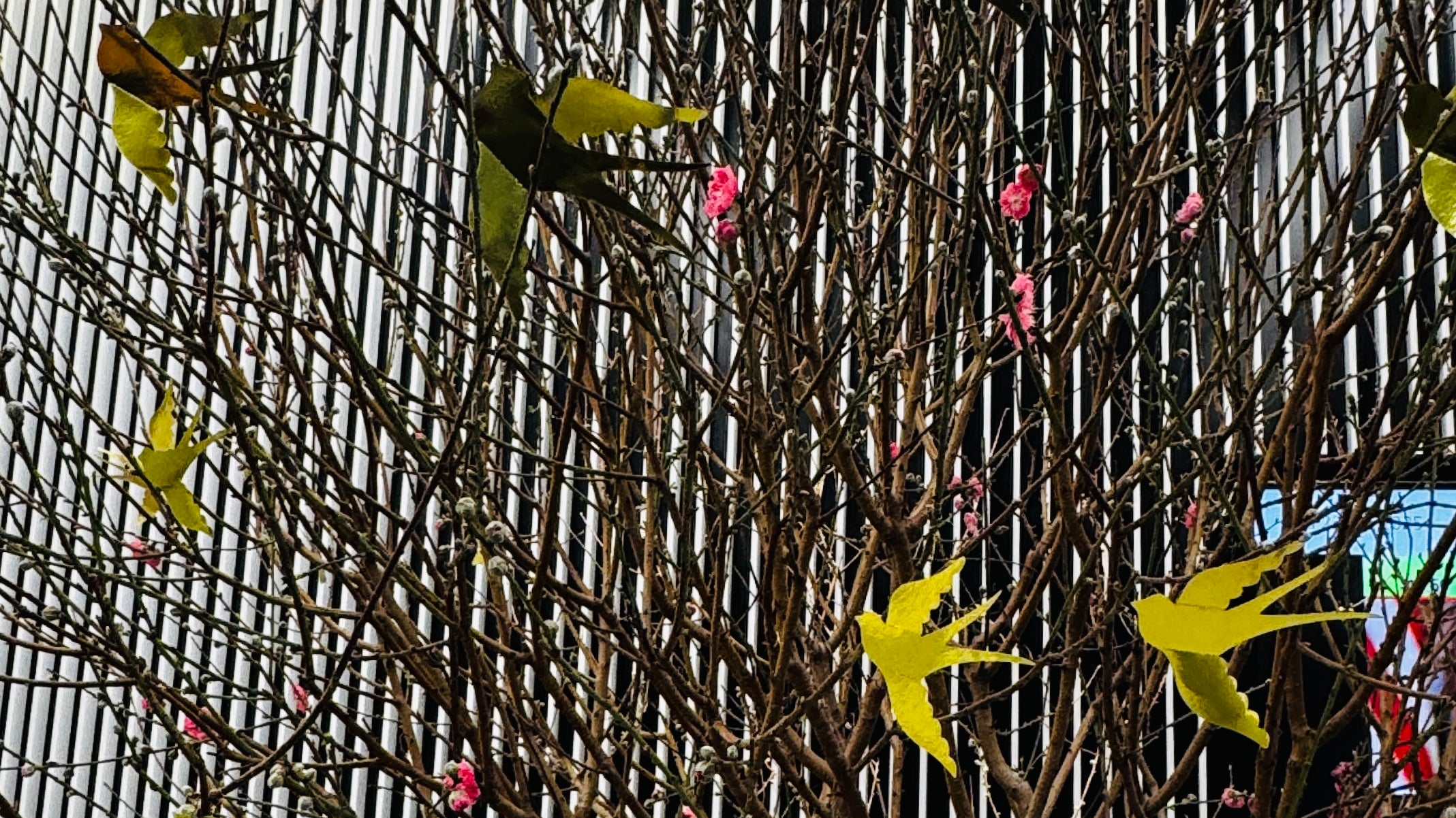 農曆新年商業佈置｜OVO GARDEN 以蘭花金竹打造「健康與繁榮」新春花藝