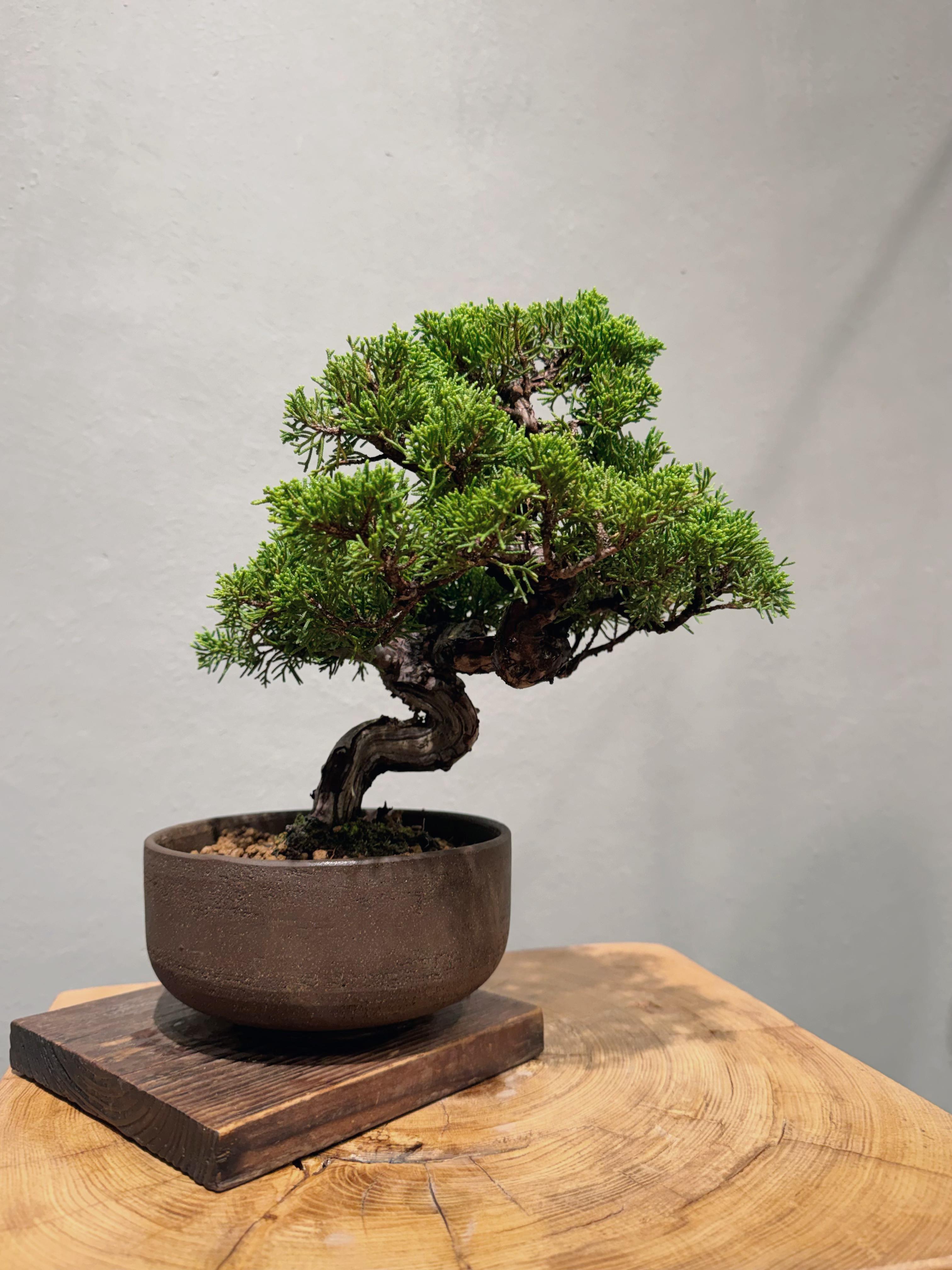 真柏盆景| 真柏養護與選購| OVO GARDEN – OVOGarden