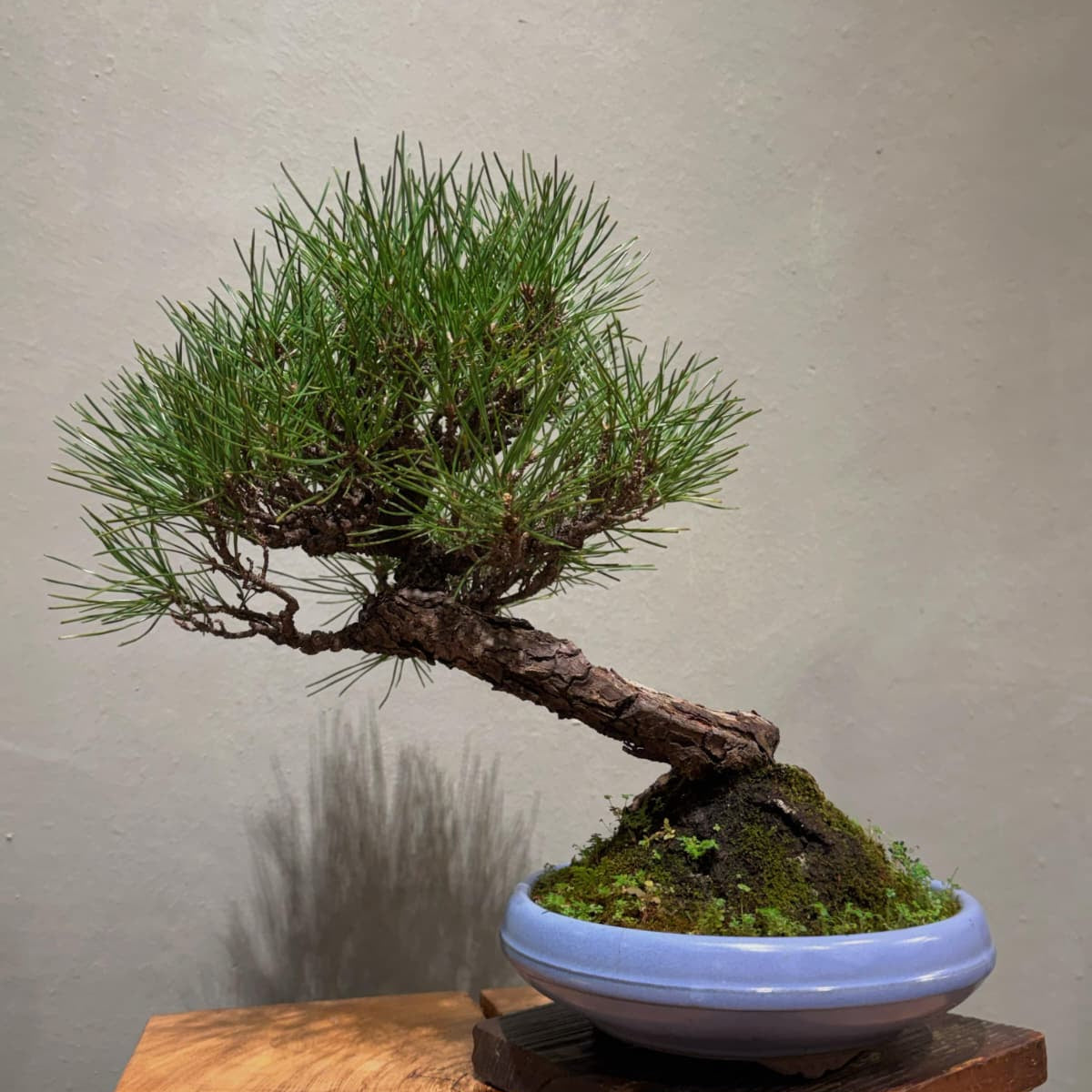 Japanese Black Pine 日本黑松 | OVO GARDEN