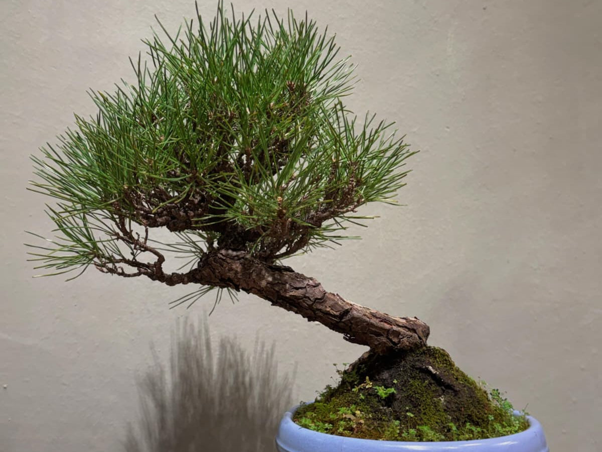 Japanese Black Pine 日本黑松 | OVO GARDEN